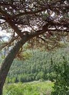 安家立业指最准生肖